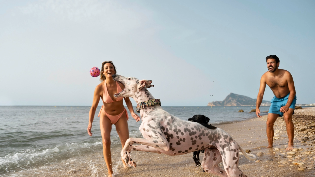 Vacanze al mare con il proprio amico a quattro zampe Vacanze al mare con il proprio amico a quattro zampe