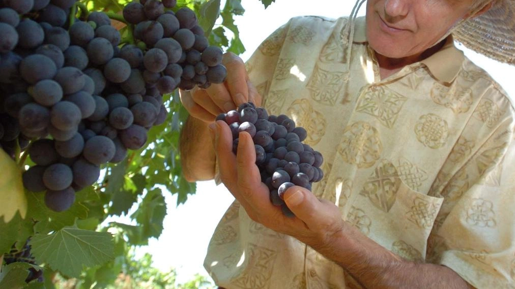I dazi al 30% annunciati da Trump sui prodotti Ue potrebbero costare alle famiglie statunitensi e all’agroalimentare italiano 2,3 miliardi I dazi al 30% annunciati da Trump sui prodotti Ue potrebbero costare alle famiglie statunitensi e all’agroalimentare italiano 2,3 miliardi