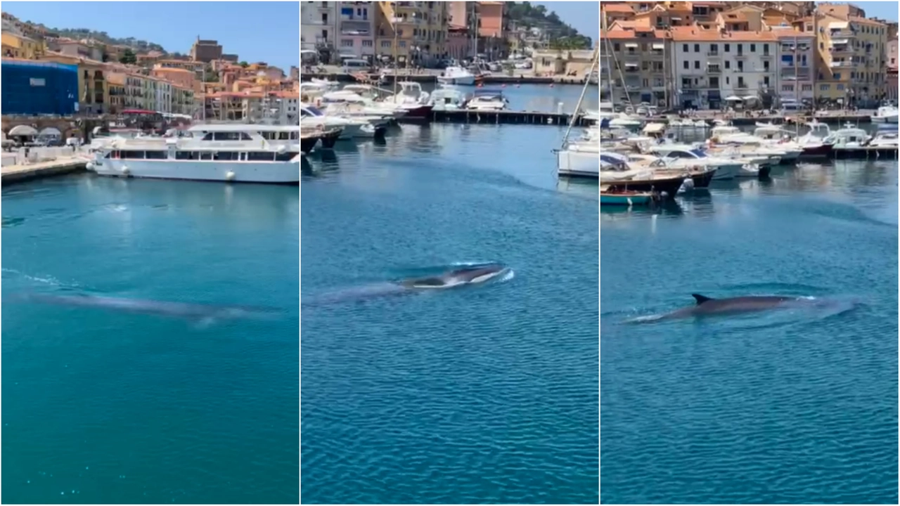 La balenottera nelle acque di Porto Santo Stefano