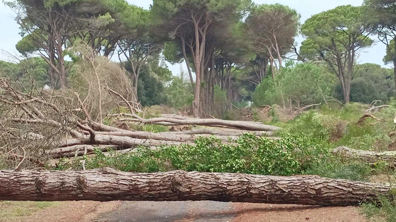 Dieci pini cadono sul viale del Gombo: "Strada subito liberata"