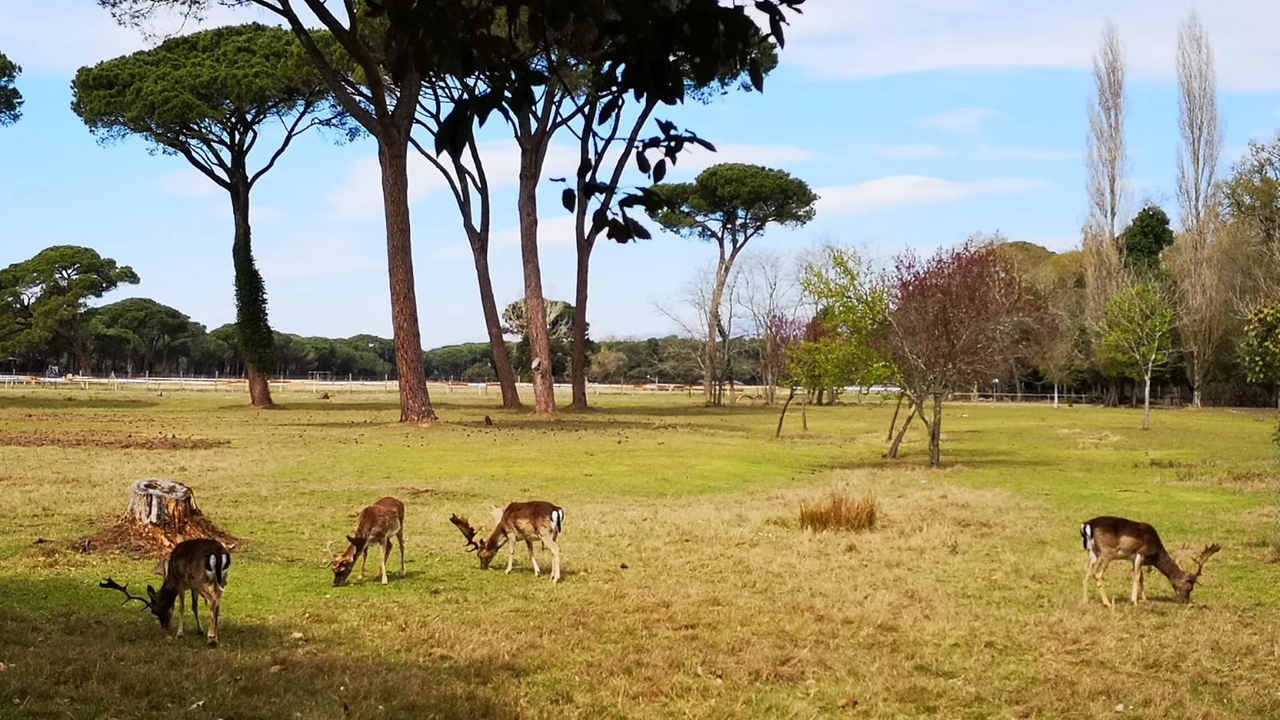 Il Parco di San Rossore Massaciuccoli Il Parco di San Rossore Massaciuccoli