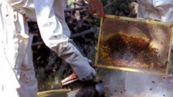 Il settore è in crisi , alcuni produttori rischiano di chiudere ma il settore è di grande qualità e. prova a ripartire Mostra mercato, convegni e persino laboratori aperti al pubblico a Montalcino Il settore è in crisi , alcuni produttori rischiano di chiudere ma il settore è di grande qualità e. prova a ripartire Mostra mercato, convegni e persino laboratori aperti al pubblico a Montalcino