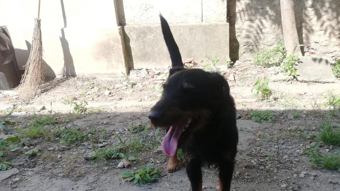 https://www.lanazione.it/image-service/view/acePublic/alias/contentid/YTY0ZGE4YjgtNDhhMi00/0/cedric-cane-rimasto-sul-camper-rubato-identificato-dal-chip-e-riportato-in-famiglia.jpeg?f=16:9&w=1200&h=630