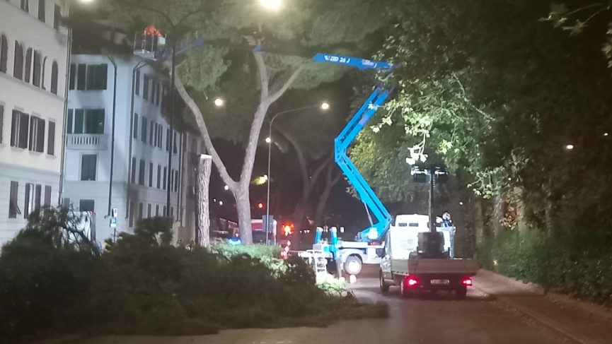 Un momento degli abbattimenti in viale Redi (Fonte: gruppo Fb Alberi Amici Q2) Un momento degli abbattimenti in viale Redi (Fonte: gruppo Fb Alberi Amici Q2)