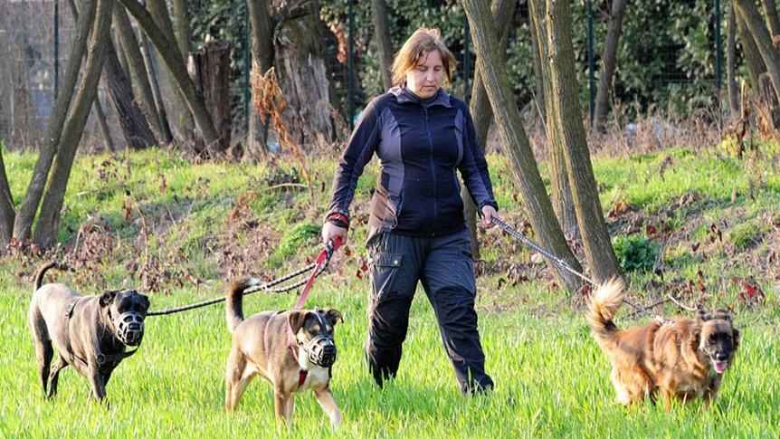 A fianco una addestratrice di cani; Montelupo si appresta a ospitare il 32esimo campionato mondiale di addestramento per i Riesenschnauzer A fianco una addestratrice di cani; Montelupo si appresta a ospitare il 32esimo campionato mondiale di addestramento per i Riesenschnauzer