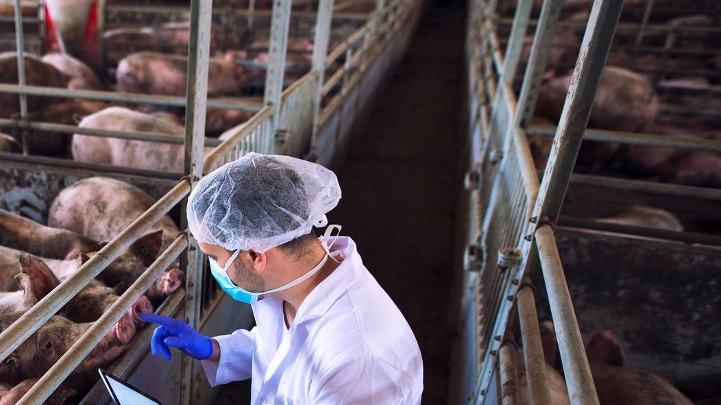 Analisi positive per la presenza del virus su due carcasse di cinghiale. Trovate nelle frazioni pontremolesi di Guinadi e Giaredo. Protestano gli allevatori. Analisi positive per la presenza del virus su due carcasse di cinghiale. Trovate nelle frazioni pontremolesi di Guinadi e Giaredo. Protestano gli allevatori.
