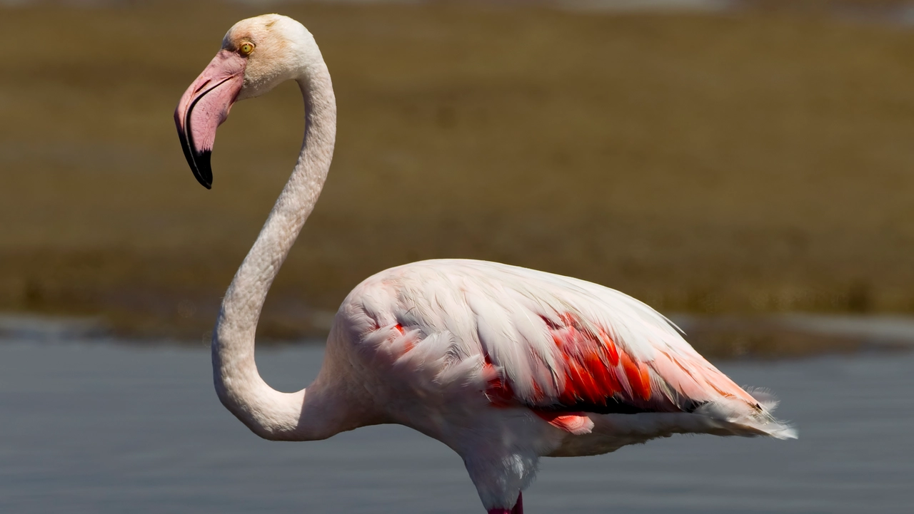 Fenicotteri e aironi, cresce avifauna Piana Firenze-Prato-Pistoia Fenicotteri e aironi, cresce avifauna Piana Firenze-Prato-Pistoia