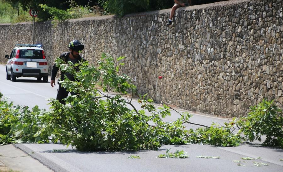 ramo pericolante sulla grevigiana l8217intervento dei vigili del fuoco