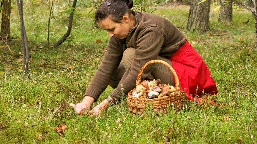 La raccolta dei funghi porta tanti curiosi nei boschi; è, però, necessario fare molta attenzione La raccolta dei funghi porta tanti curiosi nei boschi; è, però, necessario fare molta attenzione