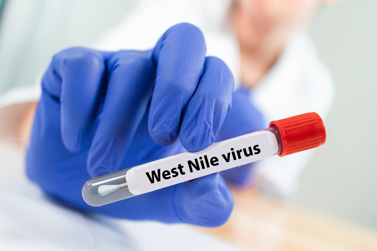 West Nile virus, inviduato un caso a Grosseto West Nile virus, inviduato un caso a Grosseto