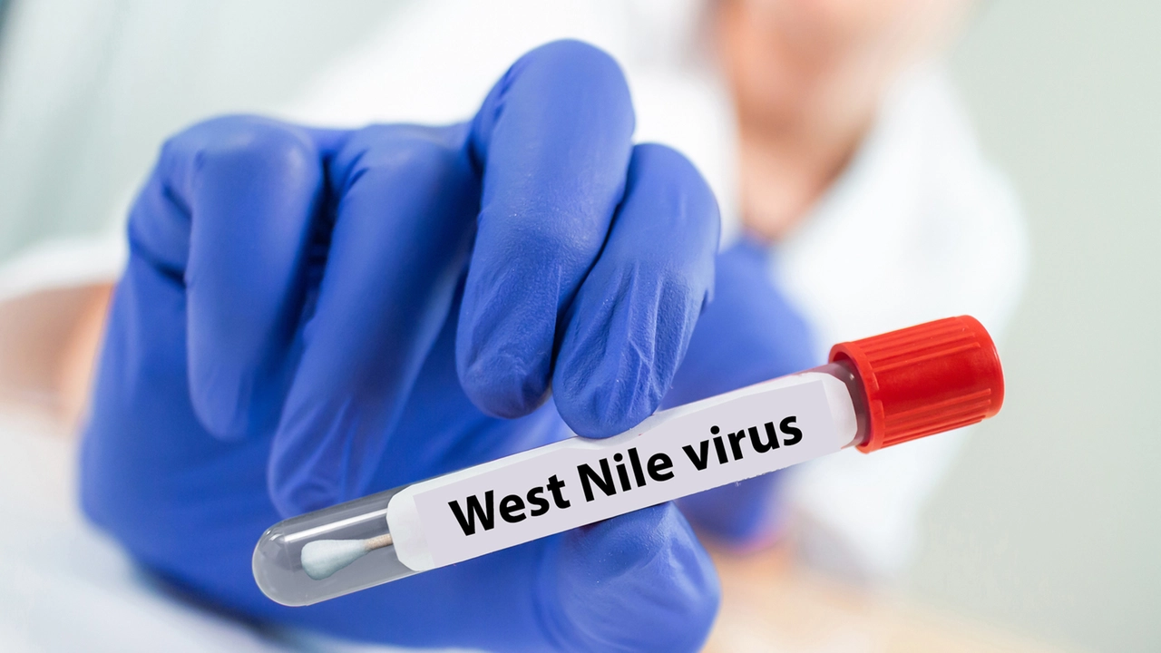 Il virus del West Nile in una provetta nel laboratorio per studiarlo (foto d'archivio) Il virus del West Nile in una provetta nel laboratorio per studiarlo (foto d'archivio)