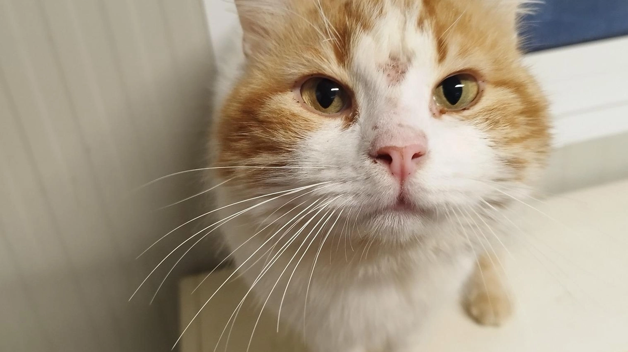 Pilo, indole avventuriera. È al gattile e cerca casa