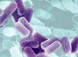 batteri resistenti agli antibiotici in toscana la situazione migliora