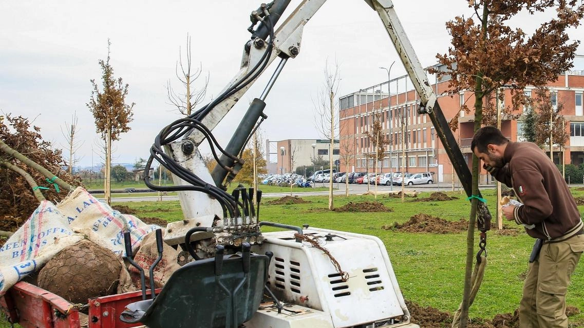 A Calenzano è possibile piantare nuovi alberi con dediche personali A Calenzano è possibile piantare nuovi alberi con dediche personali