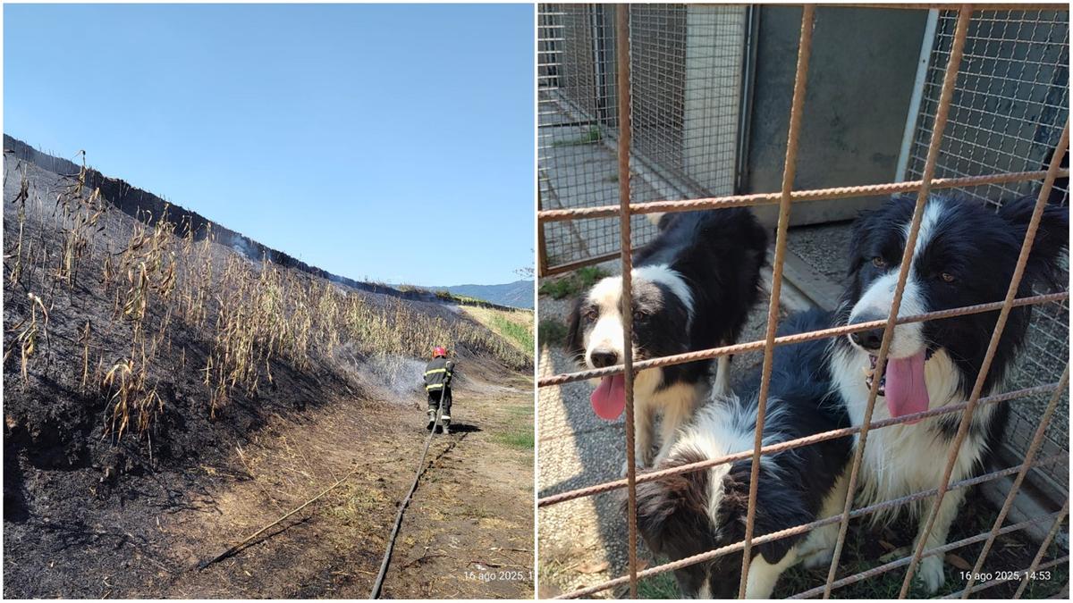 Incendio a Montemurlo, minacciato un allevamento di cani. Probabile dolo