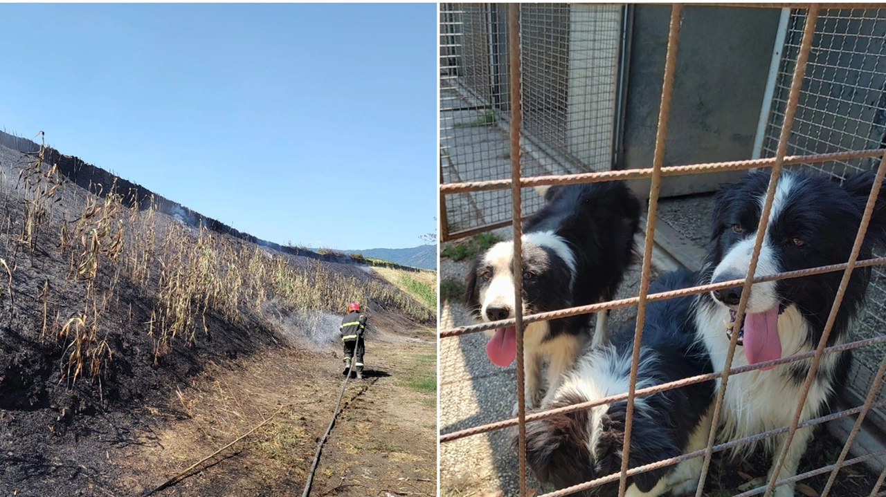 A sinistra i danni dell'incendio; a destra i cani dell'allevamento