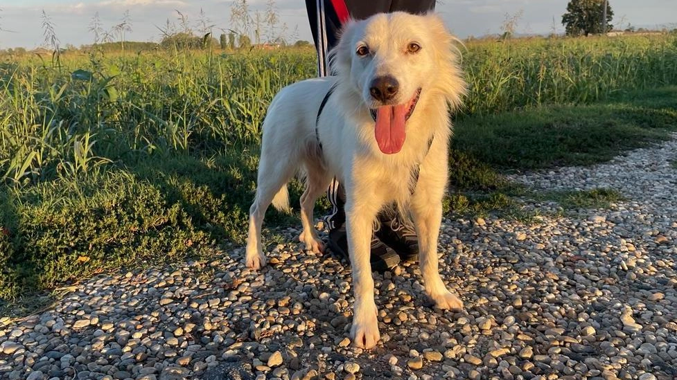 Massarosa ha approvato un regolamento che disciplina meglio l’adozione di un cane preso da un rifugio o da un canile Massarosa ha approvato un regolamento che disciplina meglio l’adozione di un cane preso da un rifugio o da un canile