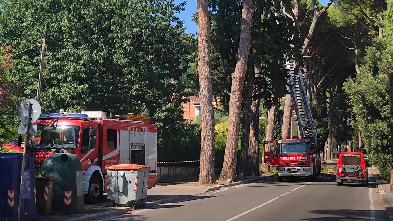 Sono quattordici i pini ritenuti pericolosi che saranno abbattuti da oggi su viale Marconi L’intervento proseguirà fino a sabato Sono quattordici i pini ritenuti pericolosi che saranno abbattuti da oggi su viale Marconi L’intervento proseguirà fino a sabato