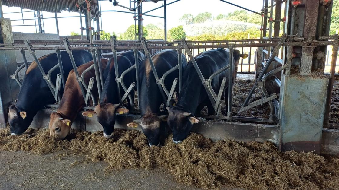 Viaggio nella “riserva” del Mucco Pisano, a San Piero la tutela di questa razza rara
