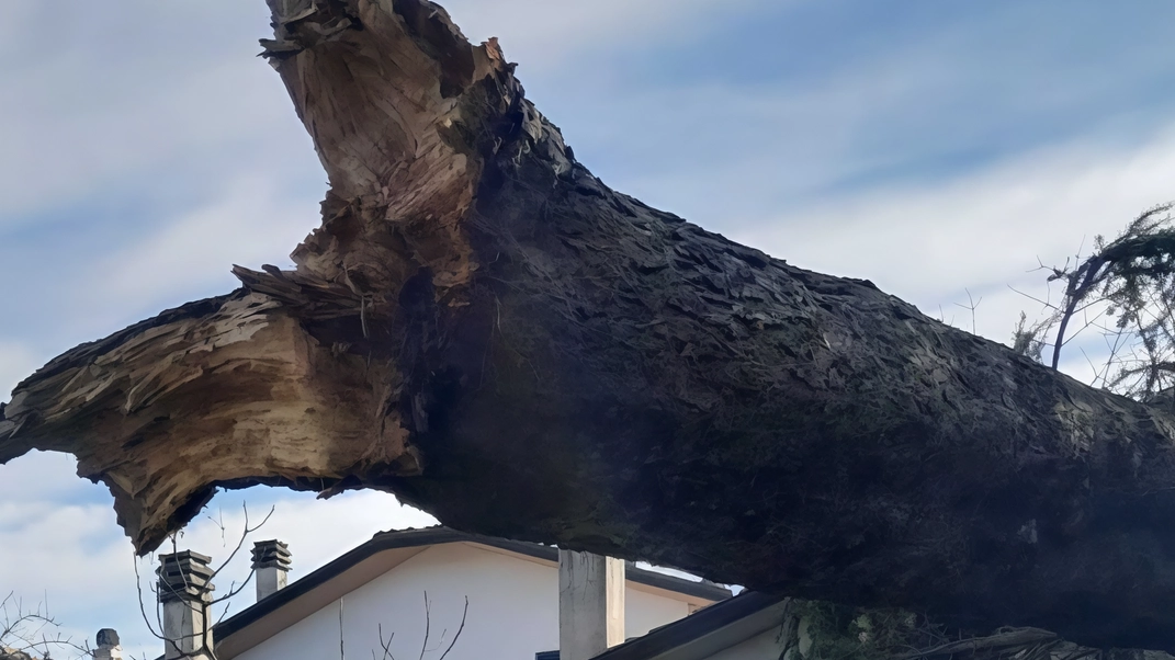 L’enorme albero sradicato dal vento che si è abbattuto sulle recinzioni a Selci Lama L’enorme albero sradicato dal vento che si è abbattuto sulle recinzioni a Selci Lama