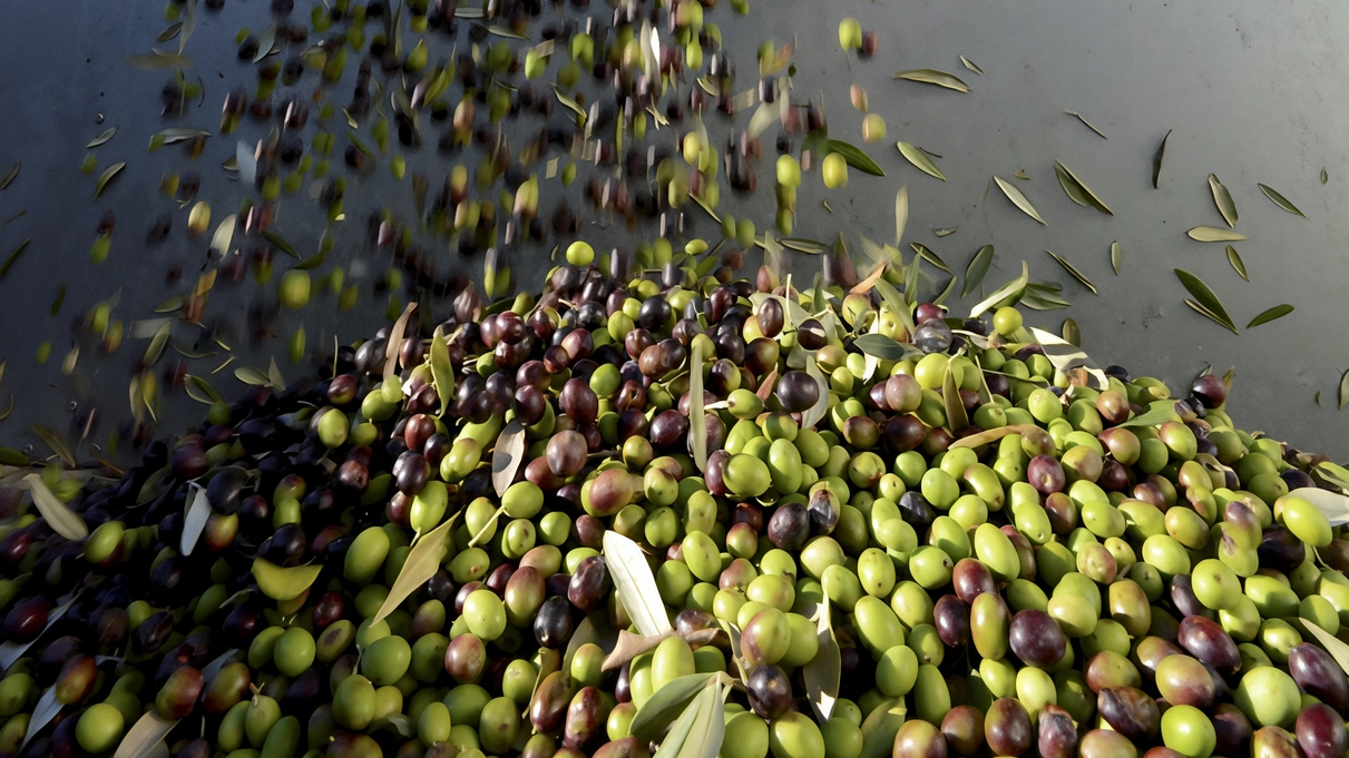 La produzione di olio sta crescendo anche in Mugello La produzione di olio sta crescendo anche in Mugello