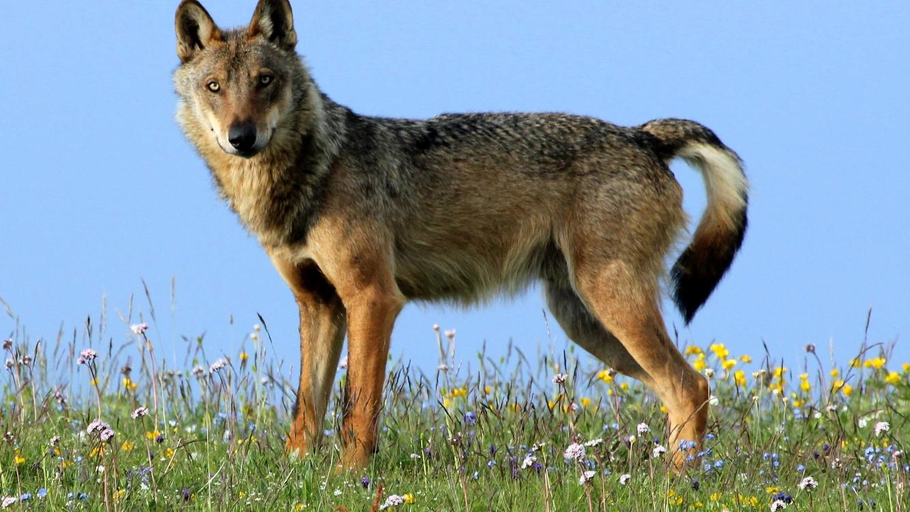 Un bellissimo esemplare di lupo fotografato in zone di campagna. Come per tutti gli animali selvatici, in caso di incontro, non è consigliato avvicinarsi più di tanto, nè offrire loro del cibo. Un bellissimo esemplare di lupo fotografato in zone di campagna. Come per tutti gli animali selvatici, in caso di incontro, non è consigliato avvicinarsi più di tanto, nè offrire loro del cibo.