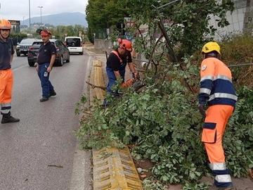 immagine articolo