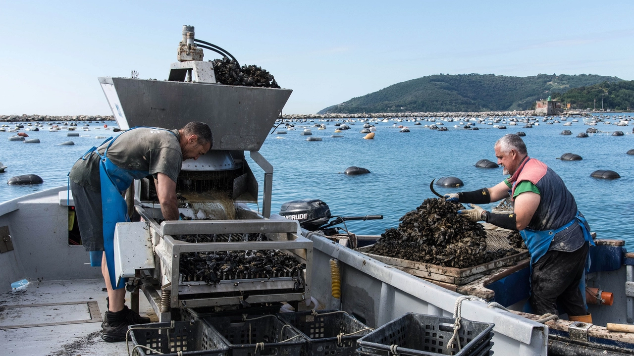 Boom di ostriche, le strategie per aumentare la produzione (Foto di repertorio) Boom di ostriche, le strategie per aumentare la produzione (Foto di repertorio)