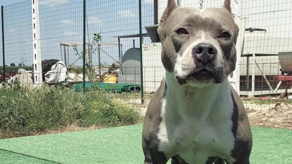Pitbull aggredisce barboncino, scoppia la lite tra i proprietari (foto repertorio) Pitbull aggredisce barboncino, scoppia la lite tra i proprietari (foto repertorio)