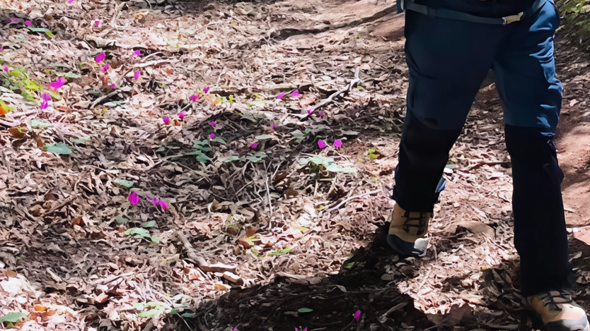 Torna la passeggiata al Parco di Montioni, oggi a partire dalla 9.30, ritrovo al parco centrale Torna la passeggiata al Parco di Montioni, oggi a partire dalla 9.30, ritrovo al parco centrale