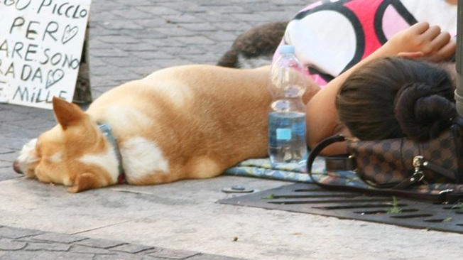 Il progetto vuole rispondere a un bisogno di aiuto concreto e materiale ma anche uno emotivo, spesso chi vive in strada con il cane si sente meno solo Il progetto vuole rispondere a un bisogno di aiuto concreto e materiale ma anche uno emotivo, spesso chi vive in strada con il cane si sente meno solo