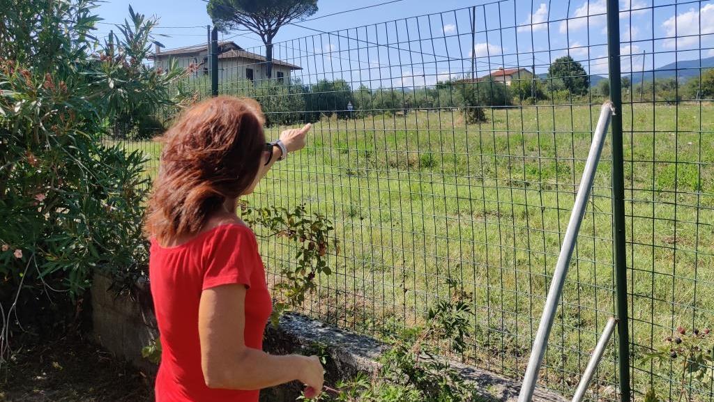 Lupo nel giardino, sbrana sei galline: animali domestici chiusi in casa Lupo nel giardino, sbrana sei galline: animali domestici chiusi in casa