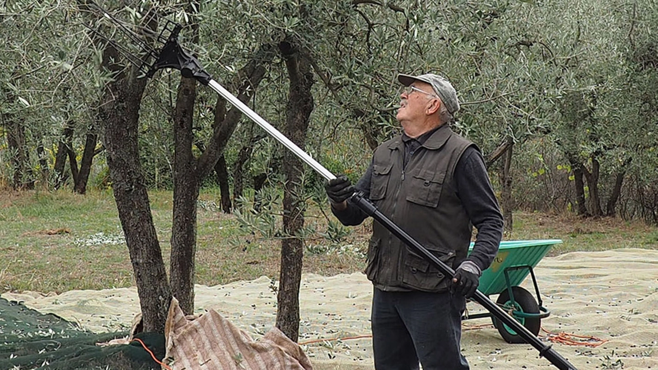 Tra un mese inizia la raccolta delle olive