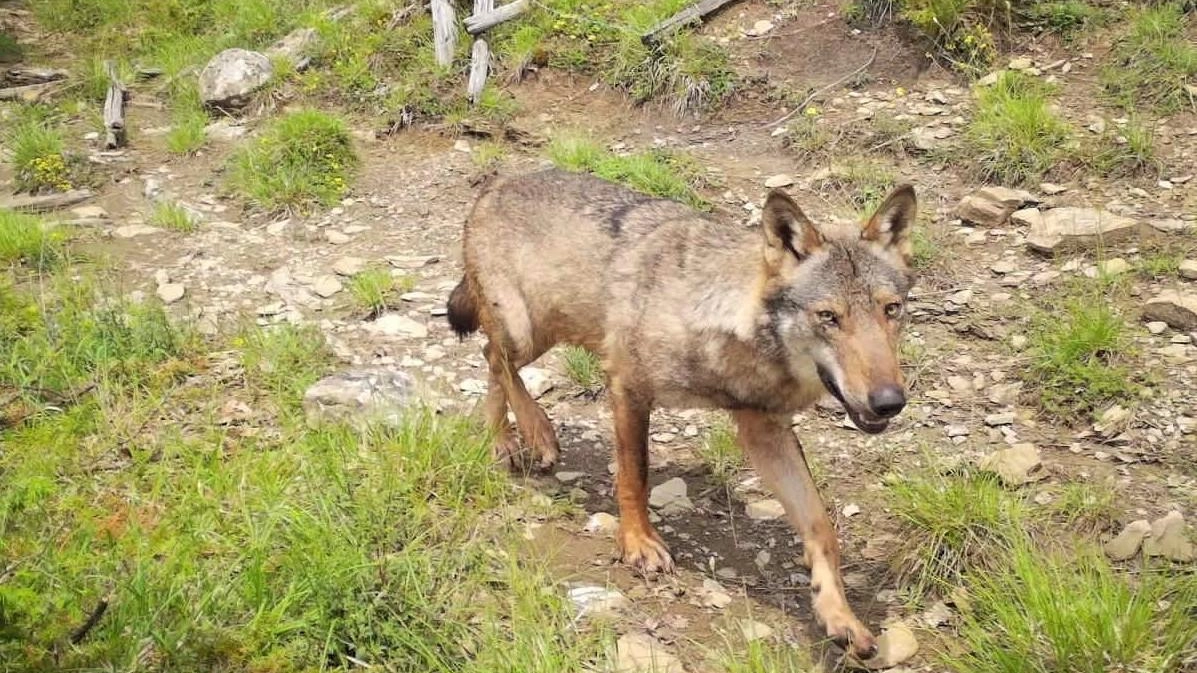 Gli attacchi dei lupi censiti sono solo quelli per i quali si richiede il rimborso Gli attacchi dei lupi censiti sono solo quelli per i quali si richiede il rimborso