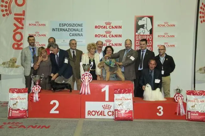 Esposizione canina. All’Umbriafiere sfilano gli esemplari più belli