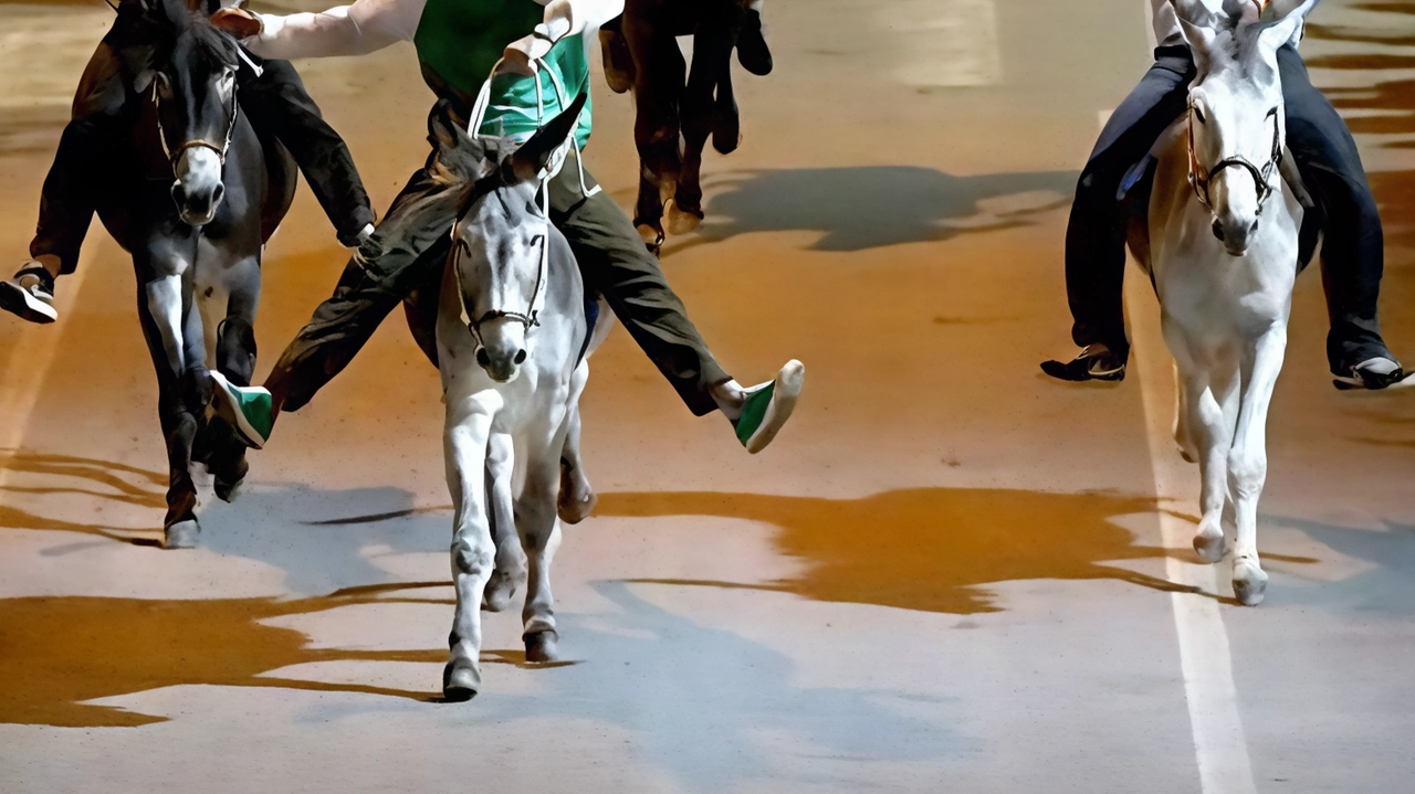 Stasera si corre il Palio dei ciuchi Stasera si corre il Palio dei ciuchi