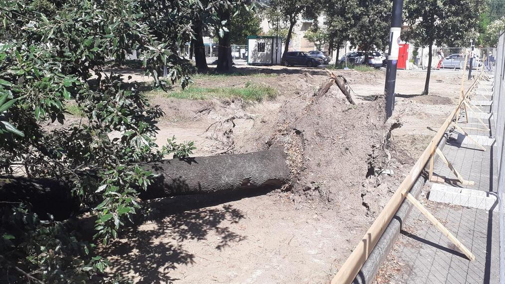 Sopralluogo al cantiere piazza Piave. Affidato l’incarico a tutela dei lecci Sopralluogo al cantiere piazza Piave. Affidato l’incarico a tutela dei lecci