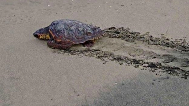 Un esemplare della specie Caretta Caretta. , la tartaruga comune Un esemplare della specie Caretta Caretta. , la tartaruga comune