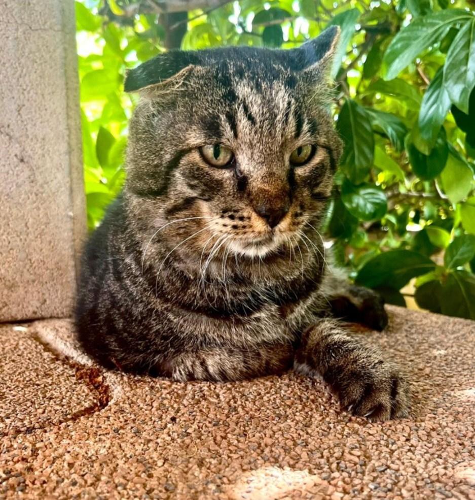 il gatto boris rapito da un lupo dopo 11 giorni torna a casa vivo cosa 232 successo