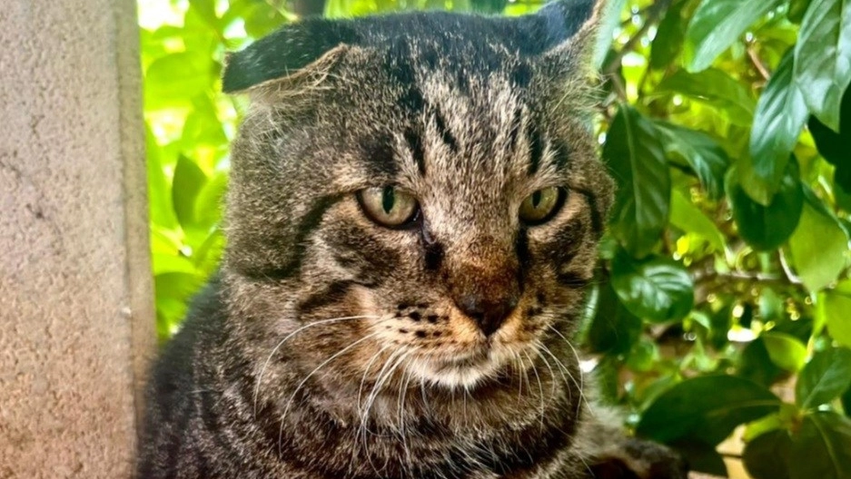 Boris, il gatto che ha sfidato il lupo e ha vinto: “Ora in paese non se ne vedono più” Boris, il gatto che ha sfidato il lupo e ha vinto: “Ora in paese non se ne vedono più”