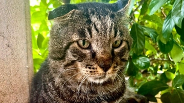 Il mistero del gatto Boris rapito da un lupo: dopo 11 giorni torna a casa vivo. Cosa è successo?