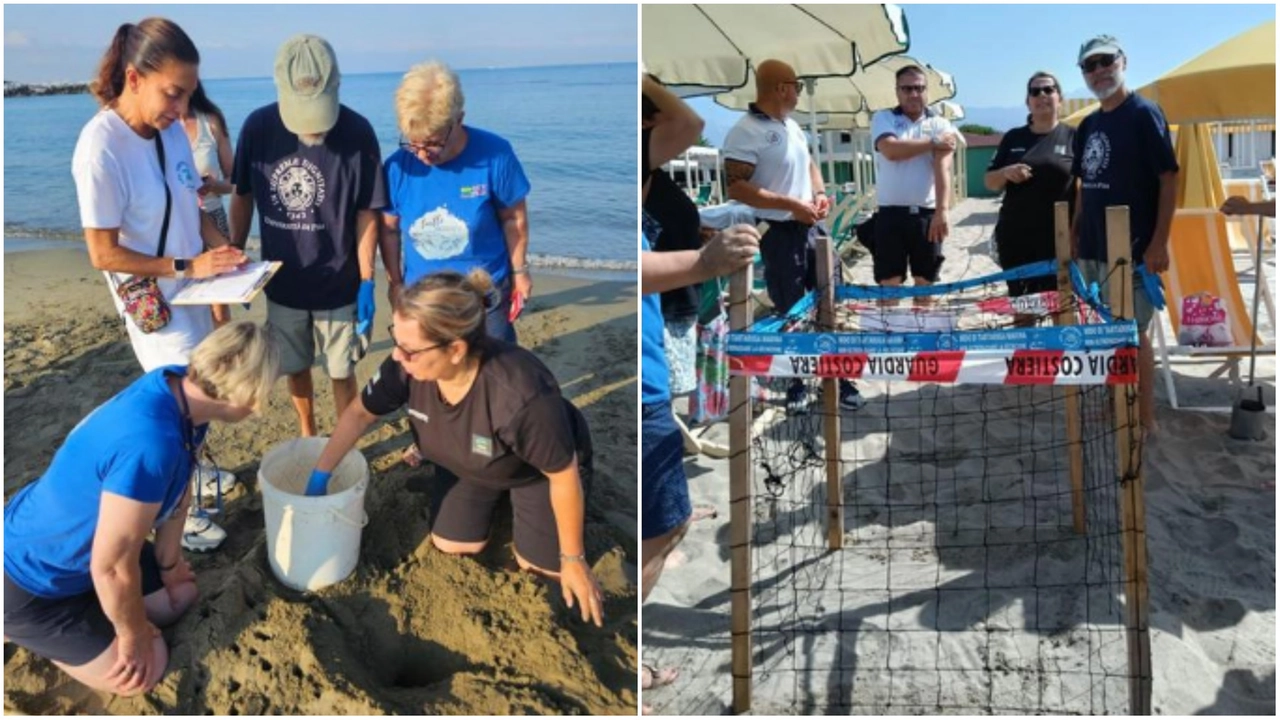 I nidi di tartaruga scoperti sulla riviera apuana I nidi di tartaruga scoperti sulla riviera apuana