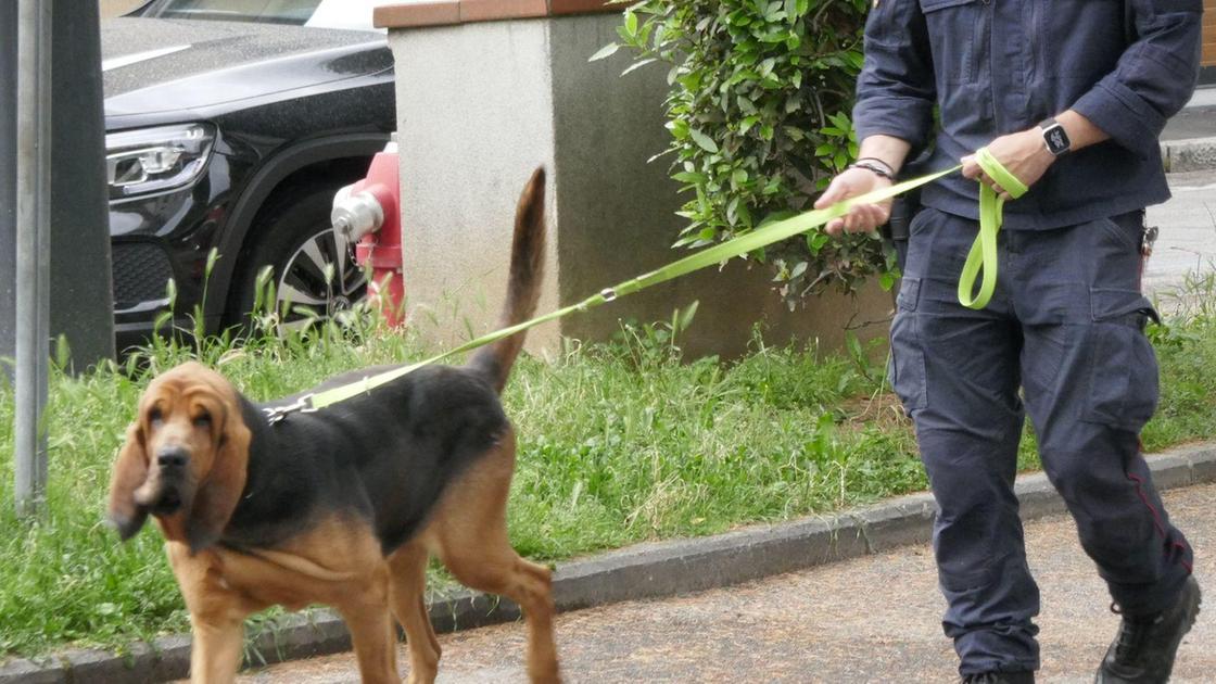 i cani molecolari nella stanza e caccia al dna di denisa