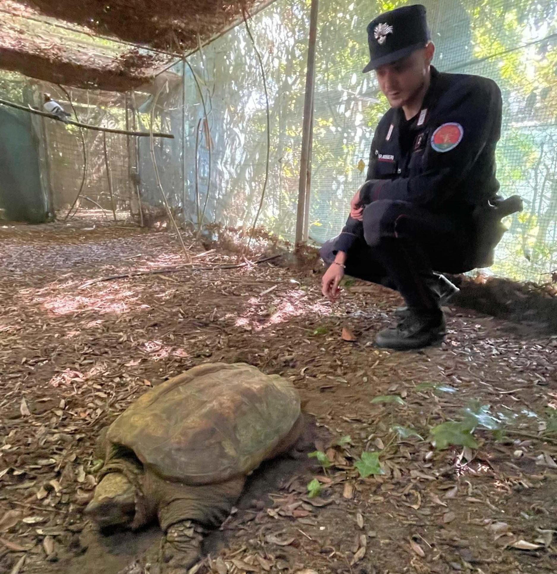 Catturata la tartaruga azzannatrice. Scatta la denuncia dei Forestali Catturata la tartaruga azzannatrice. Scatta la denuncia dei Forestali