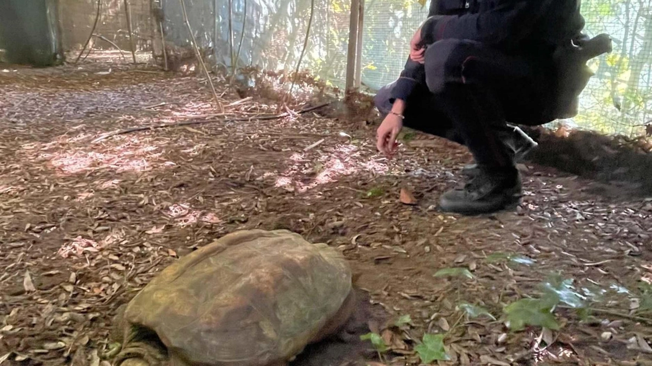 La tartaruga azzannatrice col carapace dal diametro superiore ai 40 centimetri si aggirava in zona Rinaldi (foto archivio) La tartaruga azzannatrice col carapace dal diametro superiore ai 40 centimetri si aggirava in zona Rinaldi (foto archivio)