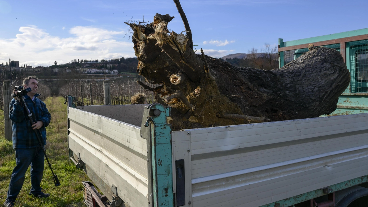 Il tronco dell’albero che ha centrato lo scuolabus dei piccoli studenti Il tronco dell’albero che ha centrato lo scuolabus dei piccoli studenti
