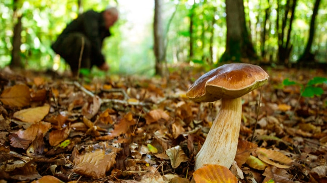 Pronti per la raccolta funghi Pronti per la raccolta funghi