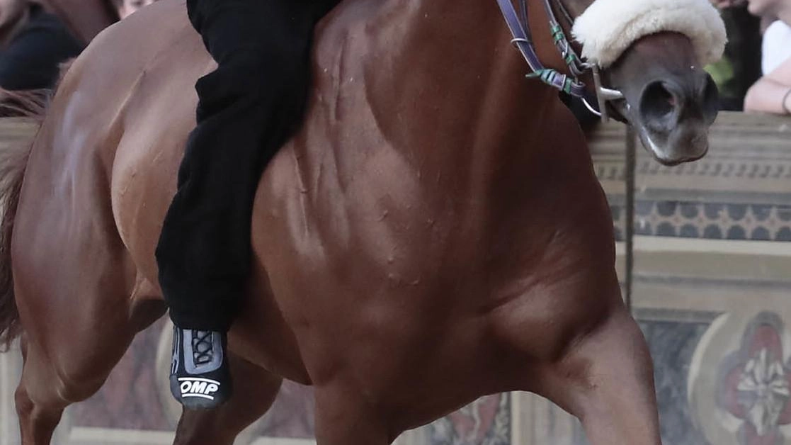 Il fantino vuole cancellare il Palio incolore con una grande prestazione Il fantino vuole cancellare il Palio incolore con una grande prestazione