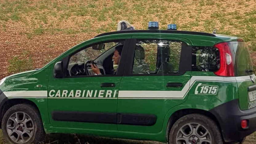 Carabinieri forestali (foto di repertorio) Carabinieri forestali (foto di repertorio)