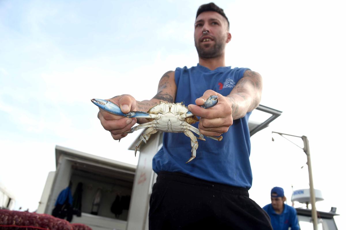 Invasione di granchi blu: “Ormai sono anche in mare. Li peschiamo a 8 metri di profondità”